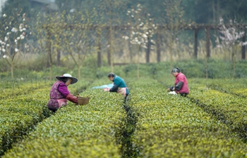 Farmers pick spring tea leaves with prevention measures