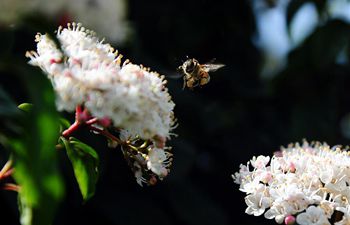 Spring scenery in Damascus, Syria
