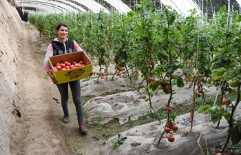 Farming work resumed in orderly manner in Shache, Xinjiang