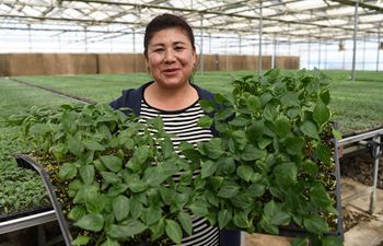 Modern facility agriculture developed in Xinjiang to increase locals&rsquo; income