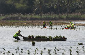 Workers plant Mangrove trees in Haikou
