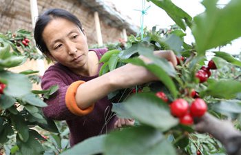 Farmers restore planting, nursing of cherry trees to minimize economic losses in Liaoning