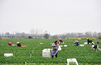 Farmers busy harvesting vegetables at planting base in Henan