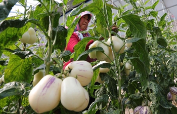 Fruit cultivation boosts local farmers' incomes in China's Gansu