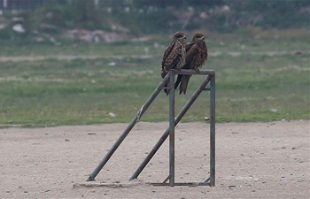 Eagles rest at empty playground during lockdown amid COVID-19 outbreak in Kathmandu