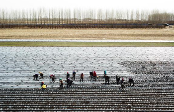 Farmers plant potatoes in Heilongjiang, NE China