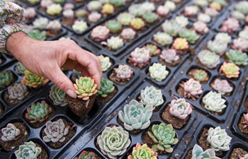Succulent industry benefits Xiejia Town in E China