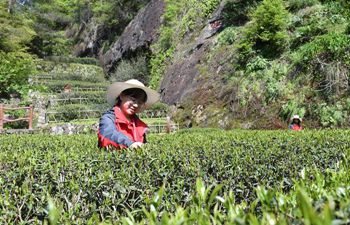 Farmers pick spring tea in Wuyi Mountain scenic area