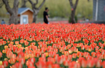 Scenery of tulips along Yellow River in Yongjing, Gansu