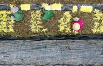 Farmers harvest hotbed chives in fields