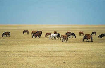 Spring scenery of Hulun Buir Grasslands in Inner Mongolia