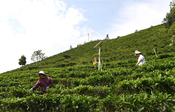Lingyun County develops tea industry to boost locals' incomes