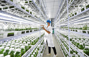 Shicha Village develops dendrobium industry to boost locals' incomes