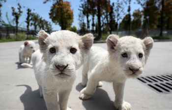 Triplets of white lion cubs make debut at Nantong Forest Safari Park in E China