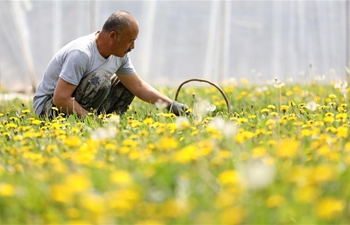 Liaoning villagers gain wealth from growing wild edible herbs
