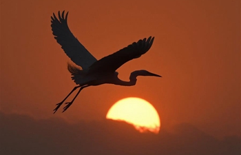 Egret flies over forest park at sunset in Nanchang, E China