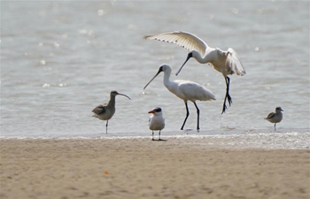 Wild birds seen at wetland in Fuzhou