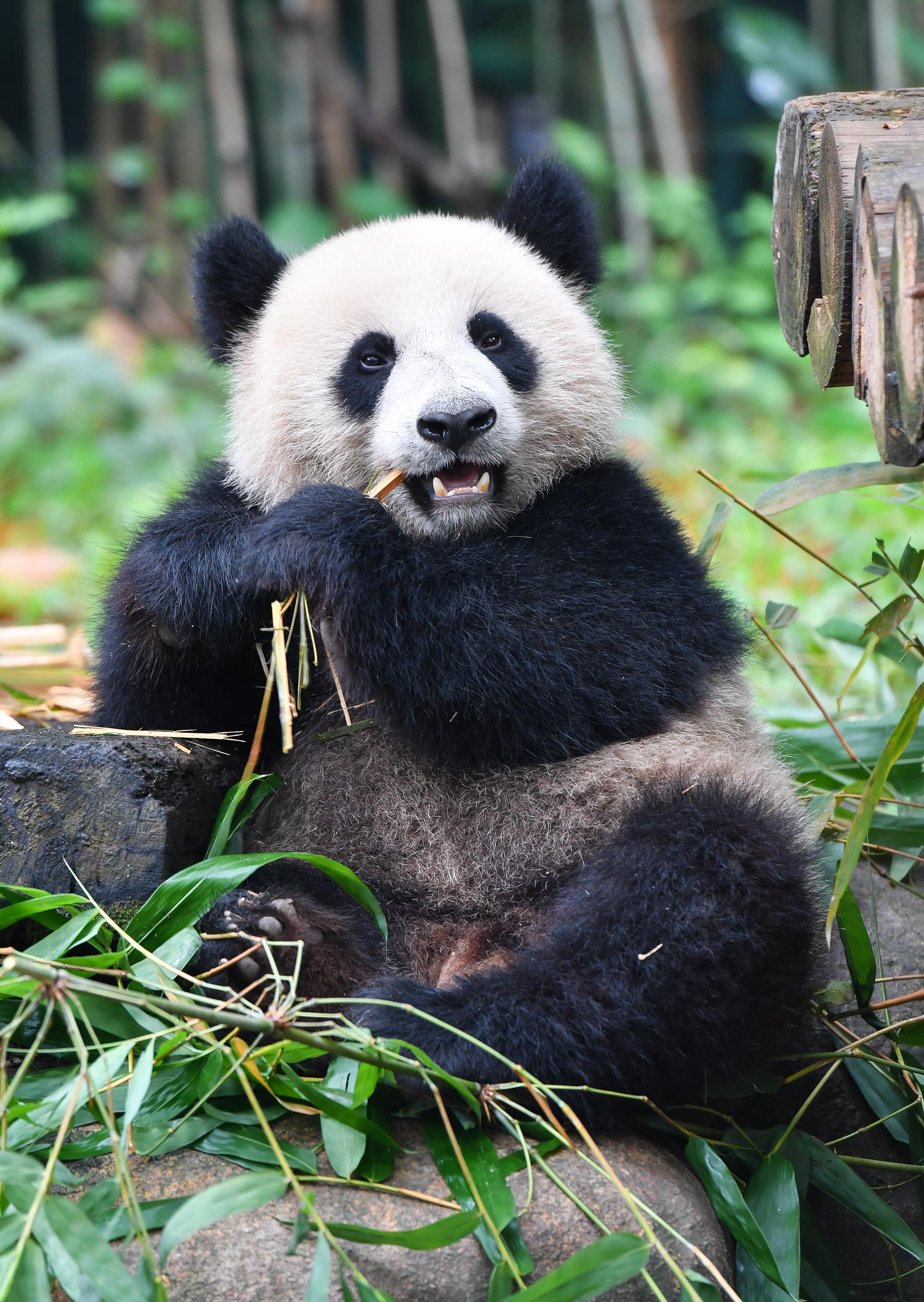 Pandas' bamboo scramble Xinhua English.news.cn