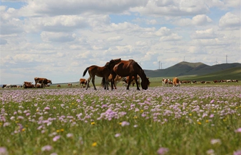 View of grassland in Inner Mongolia