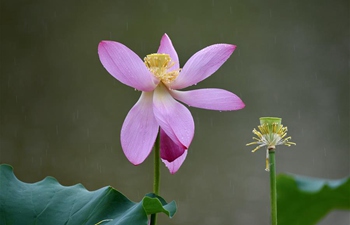 In pics: lotus flowers at Jinshan Park in Fuzhou