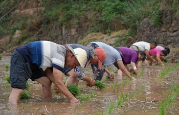 Farmers plant seedlings in field in Sichuan