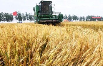 In pics: wheat harvest in Shandong