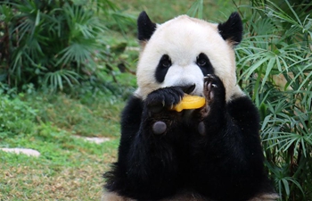 Giant pandas celebrate their fourth birthday in Macao