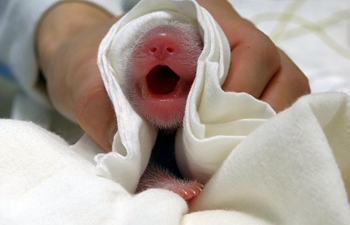 Mainland giant panda delivers second cub in Taipei