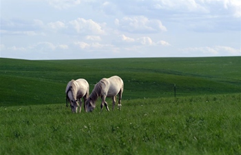 In pics: white Mongolian horses at breeding base in Inner Mongolia