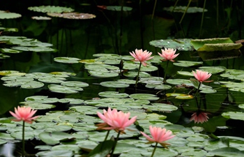 8th Shanghai lotus and water lily exhibition opens