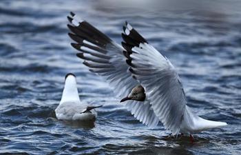Brown-headed gulls seen in Shaliu River in Gangca County of Qinghai