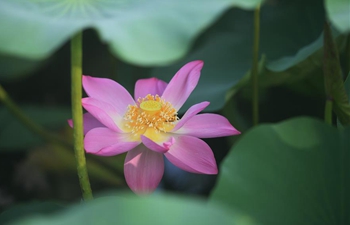 In pics: lotus flowers at Yingzhou park in Hejian, Hebei