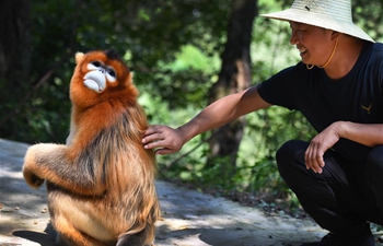 People live in harmony with golden snub-nosed monkey in Yangxian County, Shaanxi