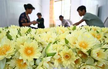 Villagers harvest lotus flowers in Guangxi