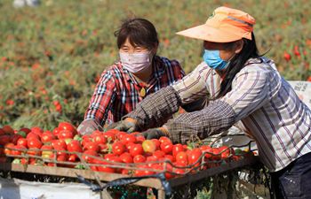 Tomatoes enter mature season in NW China's Xinjiang