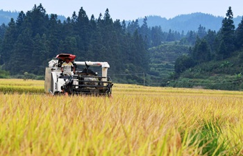 Farmer harvest rice in China's Guizhou