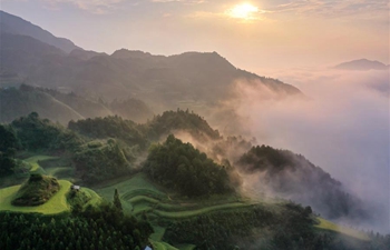 View of terraced fields in Guizhou