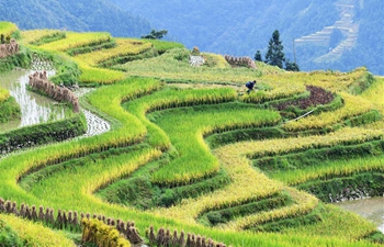 Farmers harvest rice amid terraced paddies in Guizhou, SW China