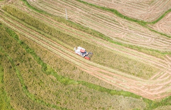Rice fields usher in harvest season in SW China's Guizhou