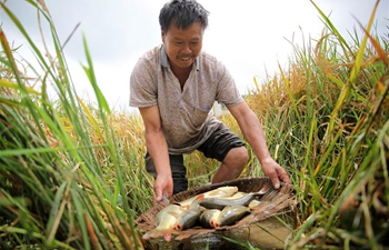 People busy harvesting rice and fish in paddy fields in Guizhou, SW China