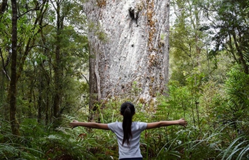 People view kauri tree at Waipoua forest in Northland, New Zealand