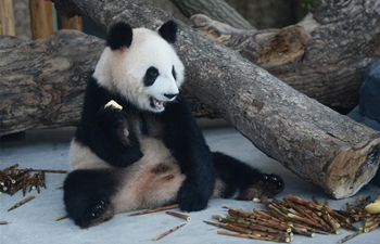 Giant pandas from Chengdu Research Base of Giant Panda Breeding make their debut in Hunan
