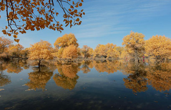 Tourists visit populus euphratica forest in NW China's Gansu