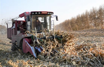 Jilin Province enters final phase of autumn harvest
