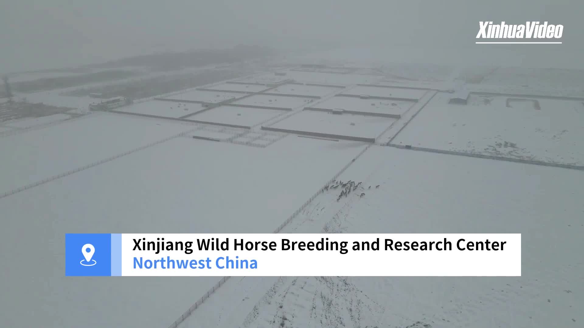 Rare Przewalski's horses galloping in the snow