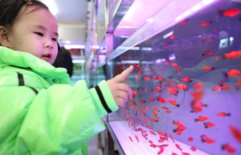 Pet fish become popular in Liaoning as Spring Festival approaches