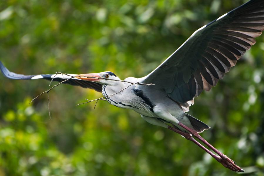 Animals seen in mangrove forest at Singapore's Pasir Ris Park