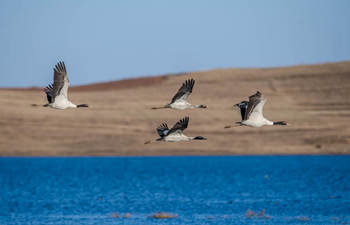 Measures taken to protect habitat of black-necked cranes in Zhaotong, Yunnan