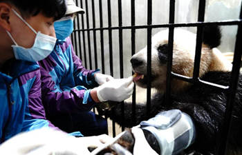 Routine health checks ensure physical health of giant pandas
