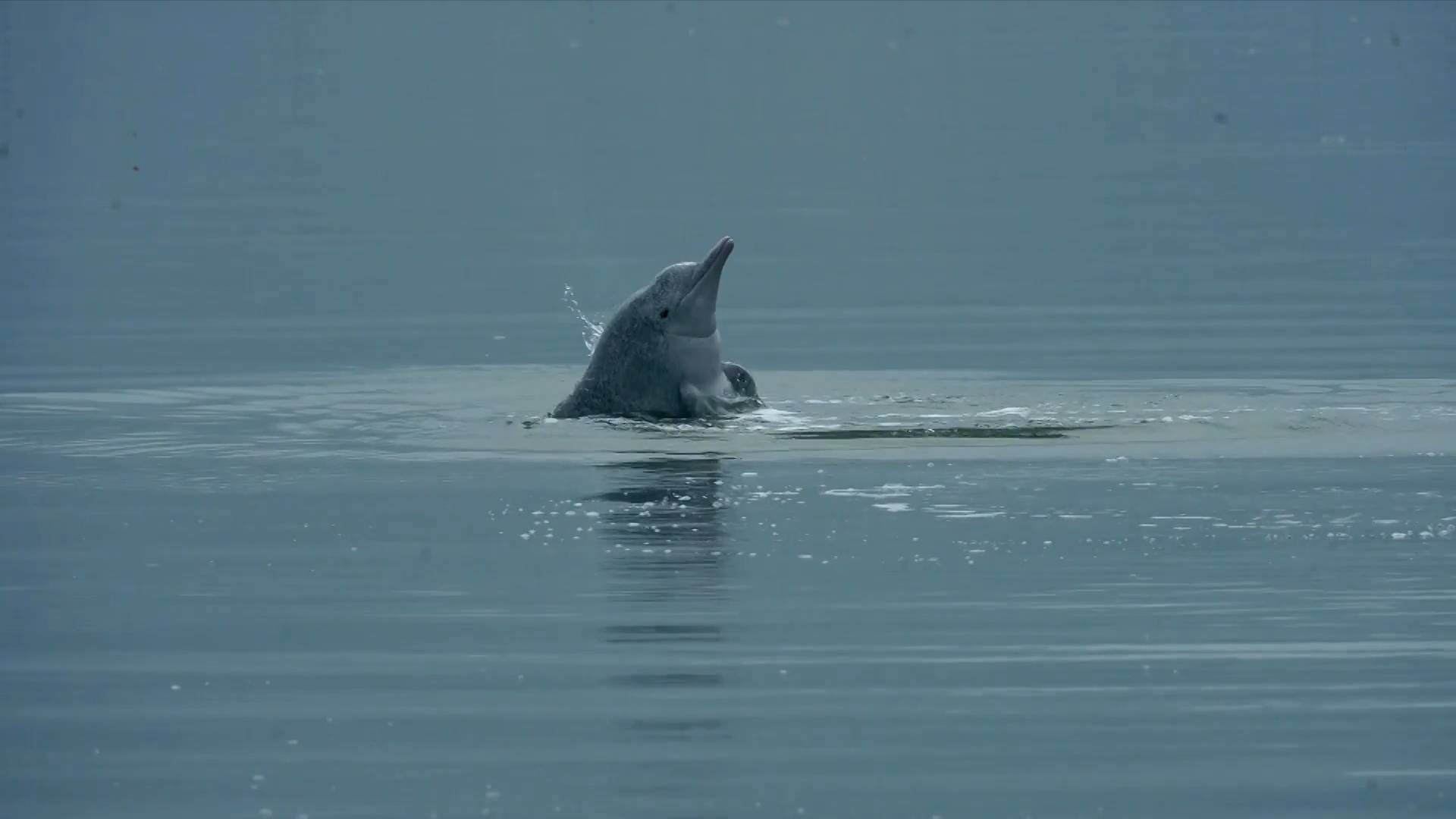 Rare Chinese white dolphins spotted in coastal waters off E China